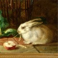 am192D animales conejos